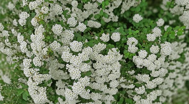 Spiraea nipponica snowmound flower in beautiful white color. Garden decoration concept - Photo, Image