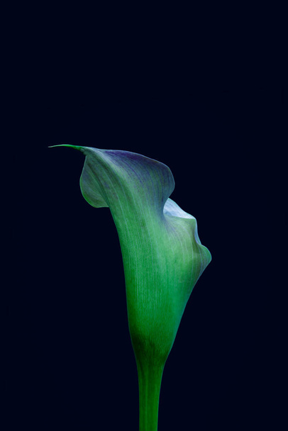 Glowing violet green calla blossom, dark blue background,fine art - 写真・画像
