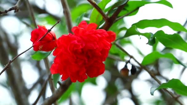 Pomegranate flower have menopause hormone adjustment properties, helps prevent memory loss in the elderly - 映像、動画