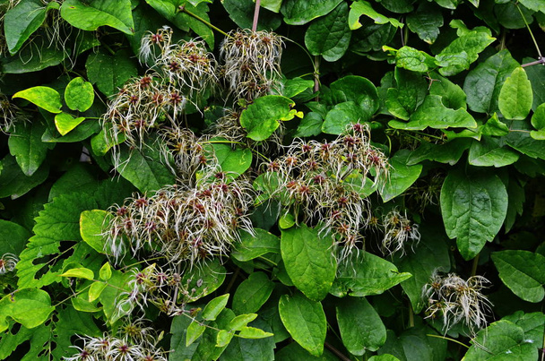 Close-up of Clematis vitalba plant. - Photo, Image