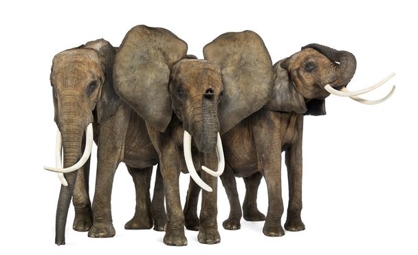 3 つのアフリカ象に直面している立って、孤立の正面図 - 写真・画像