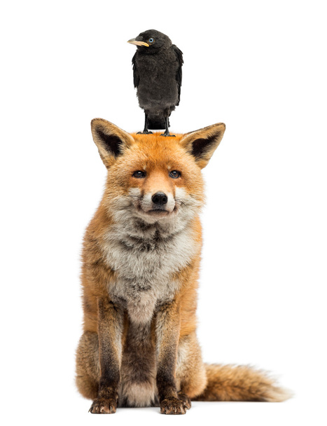 Jackdaw perché sur la tête du renard roux, isolé sur blanc
 - Photo, image