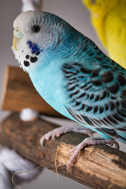 Portret niebieskiego budgerigara siedzącego na drewnie - Zdjęcie, obraz
