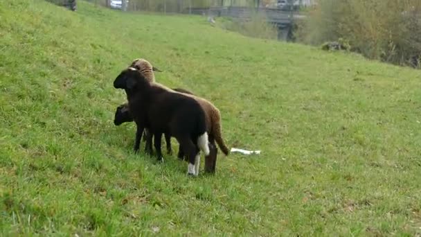 ovejas en un pasto de hierba verde
 - Metraje, vídeo