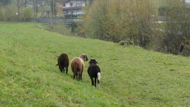 owce na zielonym pastwisku - Materiał filmowy, wideo