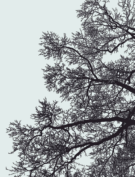 Ilustración vectorial de ramas de árboles caducos en invierno
 - Vector, Imagen