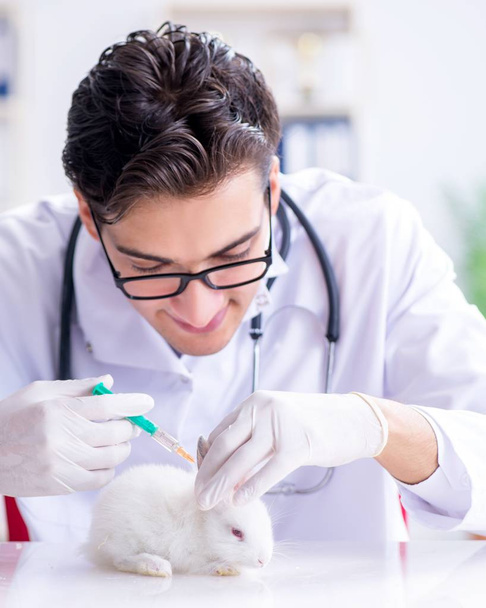 Médico veterinario examinando conejo en hospital de mascotas - Foto, Imagen