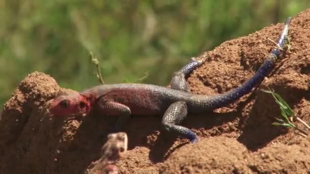 męska jaszczurka agama pojawiająca się samicy, kiwa głową i liści - Materiał filmowy, wideo