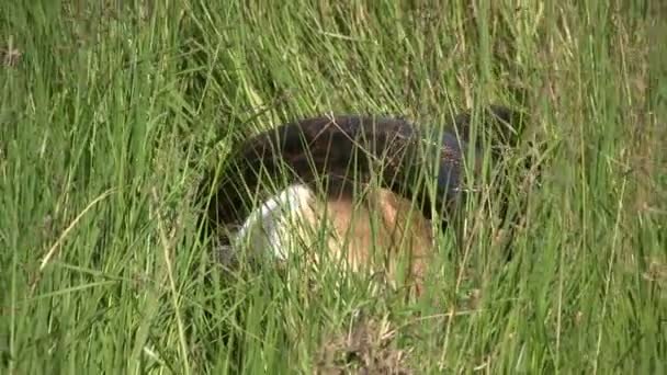 Kaya pitonu büyümüş bir Thompson ceylanını sıkıyor - Video, Çekim