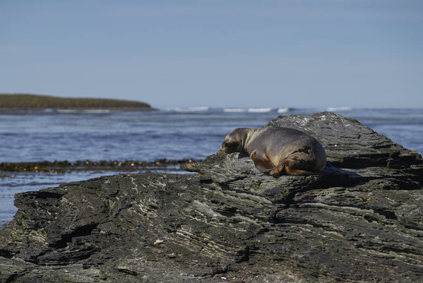  Самка з Південного моря (Otaria flavescens) на узбережжі острова Лев на Фолклендських островах..                               - Фото, зображення