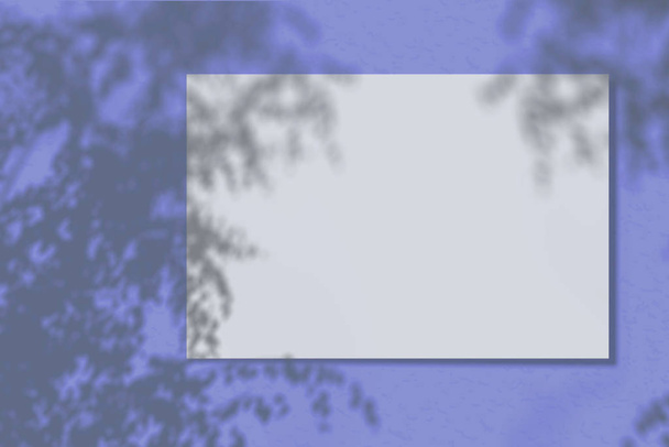 Een stukje papier op een blauwe achtergrond. Lay-out met de instelling van schaduw van planten. Natuurlijk licht werpt een schaduw van bovenaf. De scène van een exotische plant uit het raam. - Foto, afbeelding