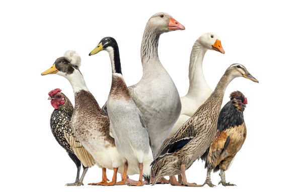 Grupa kaczek, gęsi i kury, na białym tle - Zdjęcie, obraz