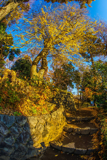 Hojas de otoño de las ruinas del castillo de Setagaya
 - Foto, imagen