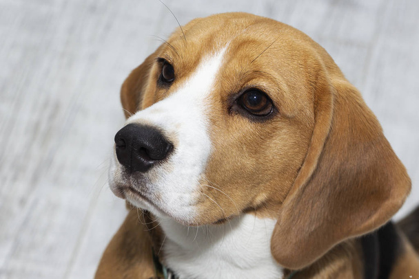 Il cane Beagle sembra colpevole. Il cane alza lo sguardo tristemente
. - Foto, immagini