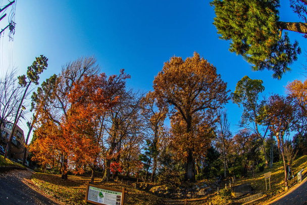 Foglie di autunno di rovine di Castello di Setagaya
 - Foto, immagini