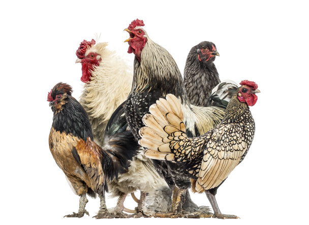Gruppe von Hühnern und Hähnen, isoliert auf weiß - Foto, Bild