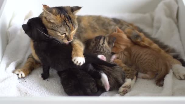 madre gato suavemente lame gatitos
 - Imágenes, Vídeo
