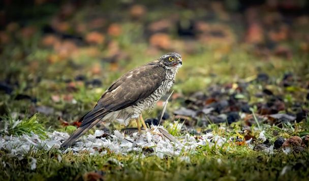 Sparrowhawk Accipiter nisus, zittend op een plukpaal met prooi. - Foto, afbeelding