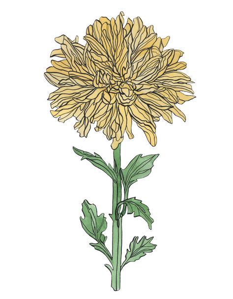 Aquarell Zeichnung gelbe Chrysanthemenblume mit Blättern - Foto, Bild
