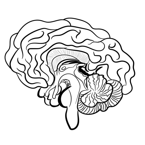 Ανθρώπινο μυαλό σε λευκό φόντο. Ανατομικά σωστά περίγραμμα των ανθρώπινων εγκεφάλων. Εικονογράφηση διανύσματος. Η εικόνα για βιβλία με ανατομία. Μεσαίο και πρόσθιο-οπίσθιο τμήμα του εγκεφάλου. - Διάνυσμα, εικόνα