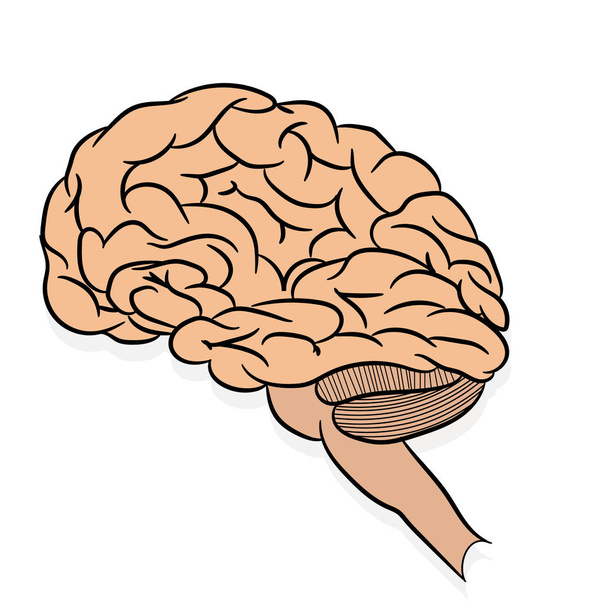 Anatomically correctly outline of human brains. The picture for textbooks with anatomy.  vector illustration of human brain on white background.  - Vector, Image