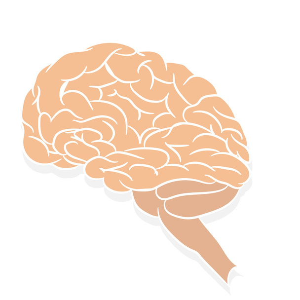 Анатомічно правильний вигляд людського мозку. Картина для підручників з анатомією. Векторна ілюстрація людського мозку на білому тлі
.  - Вектор, зображення