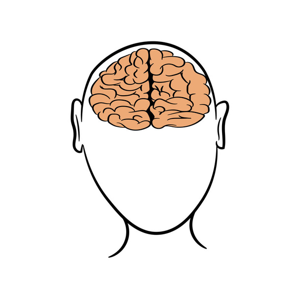 Анатомічно правильний вигляд людського мозку. Картина для підручників з анатомією. Векторна ілюстрація людського мозку на білому тлі. Контур голови людини і мозку
 - Вектор, зображення