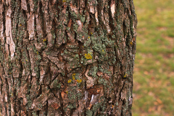 Pilze, Flechten und Moos auf getrockneten Baumrinden, die mit Pilzen bedeckt sind. grüne gelbe Flechten auf Bäumen. Natur-Tapete - Foto, Bild