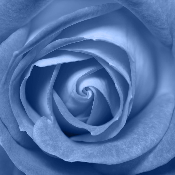 Rose flower head close up. - Photo, Image