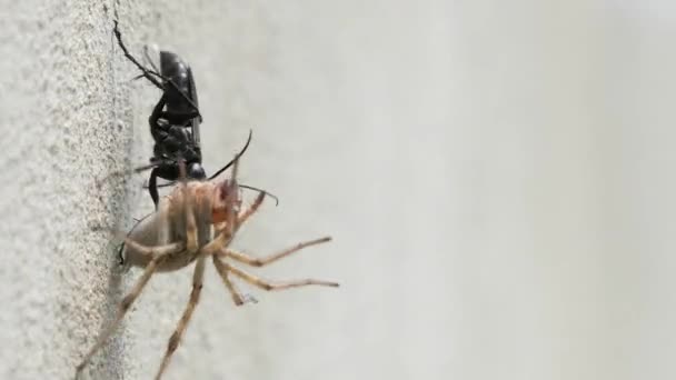 A black beetle drags a dead spider on the wall - Footage, Video