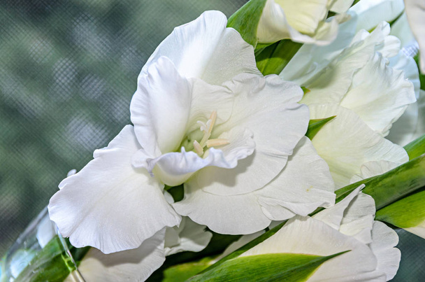 White Gladiolus imbricatus flower, close up. - Fotoğraf, Görsel