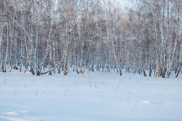 Snow lies in the forest. Snow fell on the trees. Snow on the bushes. Winter has come. Winter landscape - Valokuva, kuva