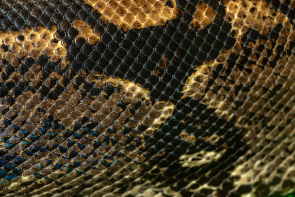 кожа тигра Пайтона. close up
 - Фото, изображение