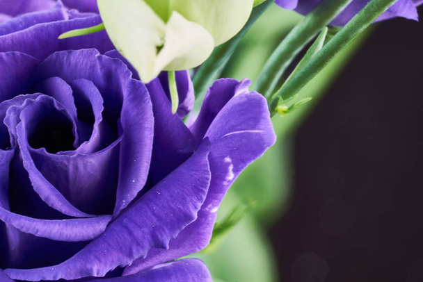 violeta eustoma flores primer plano macro disparo
. - Foto, imagen