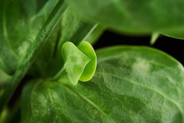 leaf eustoma flowers close up macro shot - 写真・画像