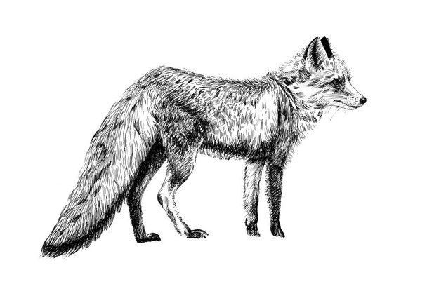 Hand drawn fox, sketch graphics monochrome illustration - Photo, Image