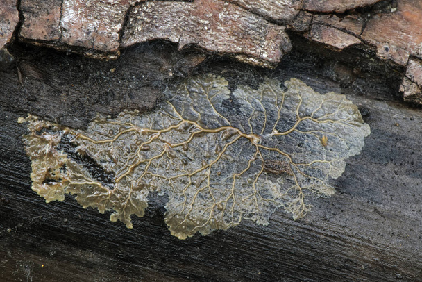 Myxomycetes ovat eläviä olentoja, jotka toisessa elämänvaiheessa koostuvat limainen sieni tai lima muotit ulkonäkö värillinen limaa kutsutaan plasmodium
 - Valokuva, kuva