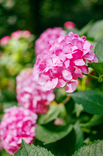 Χαριτωμένα και όμορφα άνθη ορτανσίας  - Φωτογραφία, εικόνα