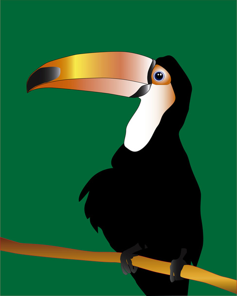Bird toucan - Wektor, obraz