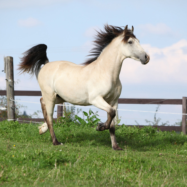 Schönes Palomino-Pferderennen - Foto, Bild