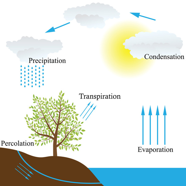 water cycle in nature - Vector, Image