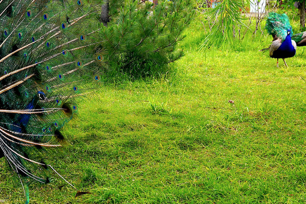 A bright peacock with a beautiful tail walks along the green grass at the zoo. Birds. - Valokuva, kuva