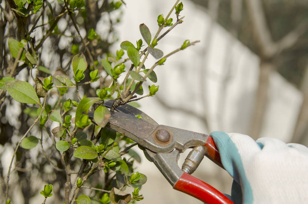 pruning shears in the garden - Valokuva, kuva