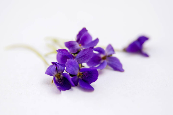 fiori viola orchidea su uno sfondo bianco - Foto, immagini