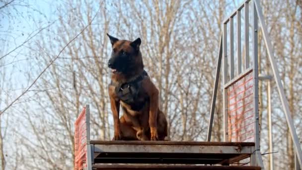 Bir Alman çoban köpeği standın tepesinde duruyor ve bir sopa yakalıyor. - Video, Çekim