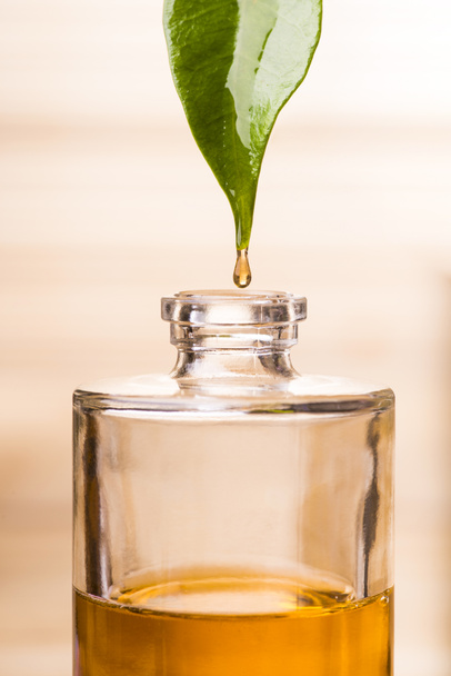 эфирное масло капает из жасминового листа
 - Фото, изображение