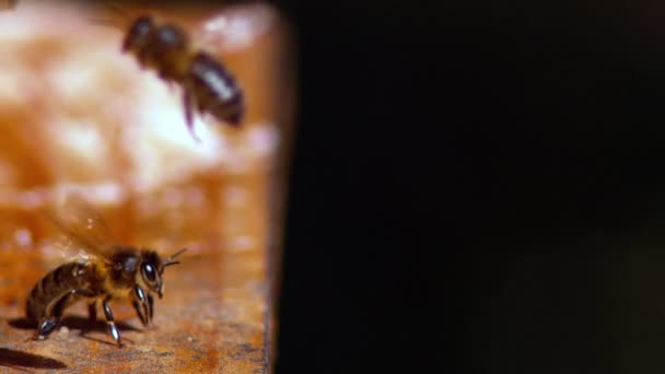 European Honey Bee, apis mellifera, Bee in Flight, Slow motion - Felvétel, videó