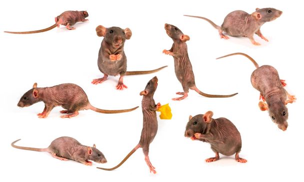 Rat Dombo Gray collectie set geïsoleerd op witte achtergrond - Foto, afbeelding