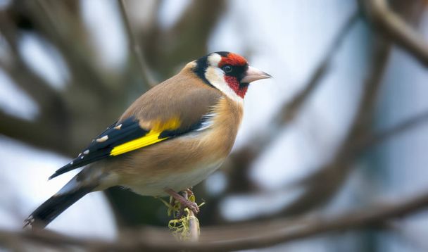 Goldfinch Carduelis carduelis voedt zich met theelepel. Kleurrijke mannelijke vogel in de vinkenfamilie. - Foto, afbeelding