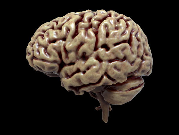 Detalle cerebral en anatomía humana aislada en fondo negro - 3d render
 - Foto, Imagen
